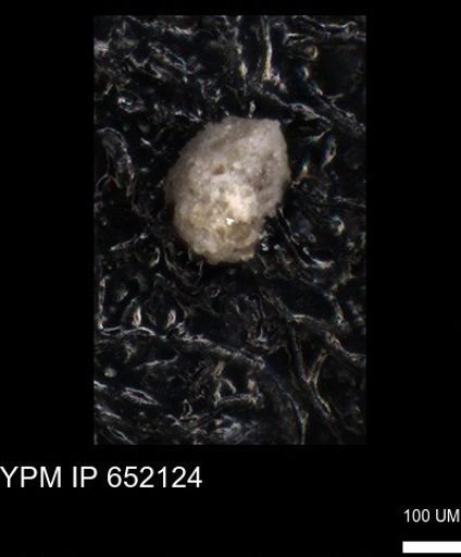 undet. Foraminiferida