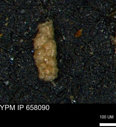 Ammobaculoides phaulus