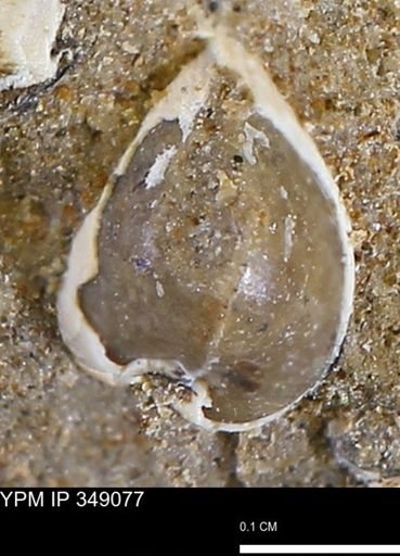 undet. Bivalvia