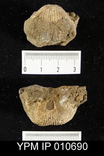 Productus cf. leei