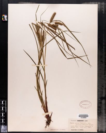 Carex lurida