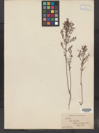 Lechea leggettii