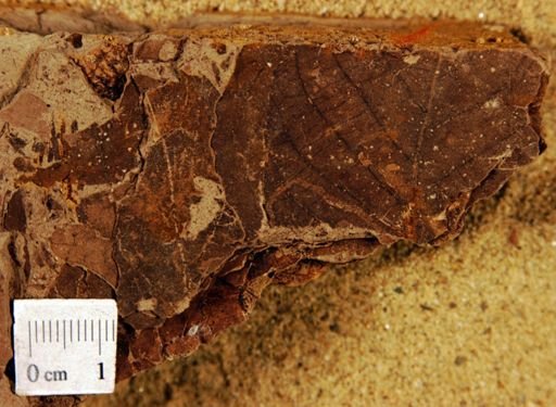 Juglandiphyllites glabra