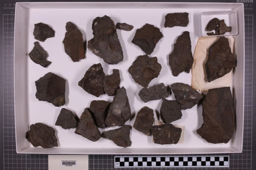 mixed taxa, stratigraphic collection