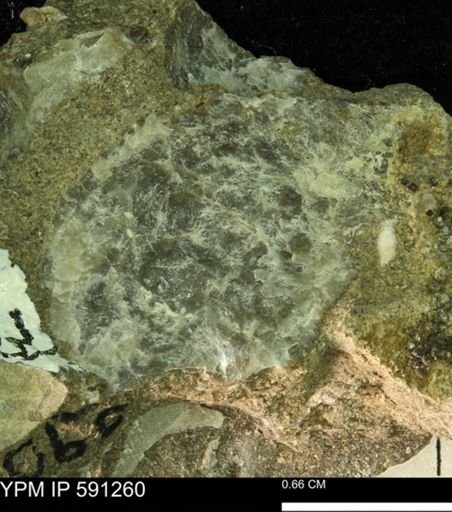 Ostrea translucida