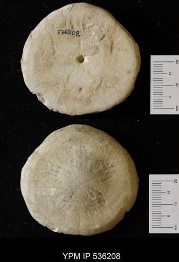 Clypeaster sp.