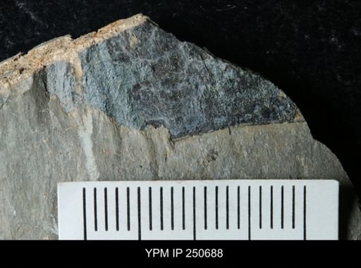 undet. Carcinosomatidae