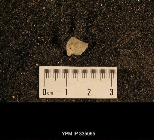 Lophophyllum profundum