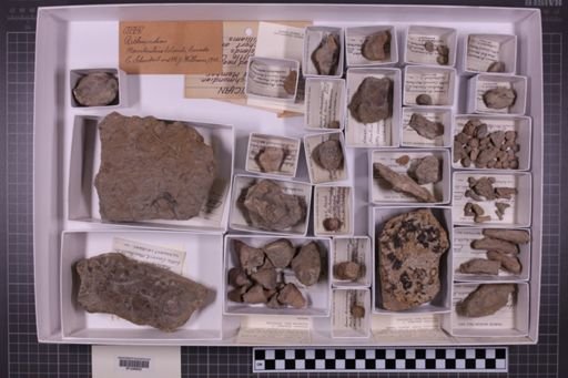 mixed taxa, stratigraphic collection