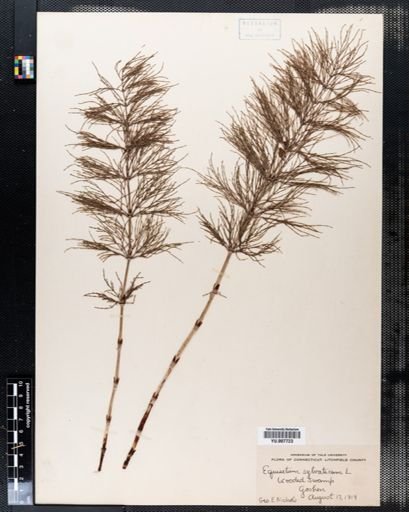 Equisetum sylvaticum