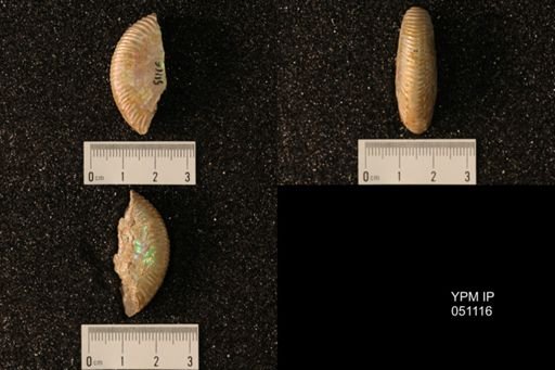 Hoploscaphites nicolletii