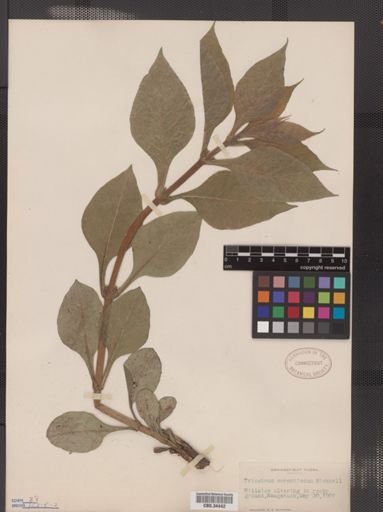 Triosteum aurantiacum