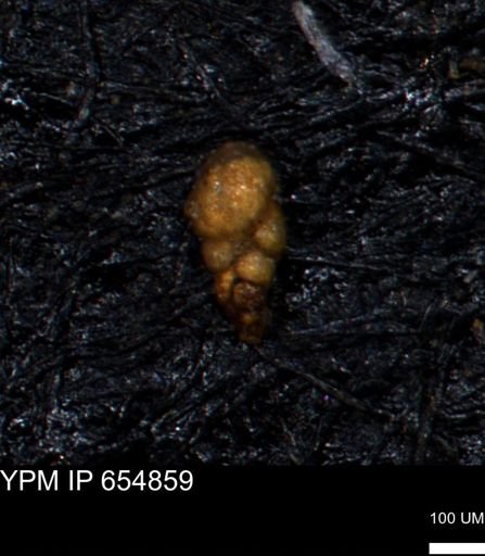 Bimonilina variana