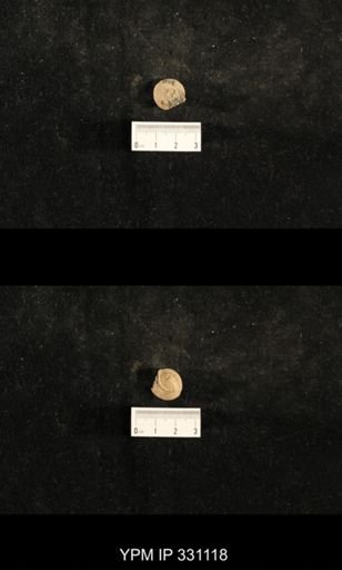 Trepospira sphaerulata