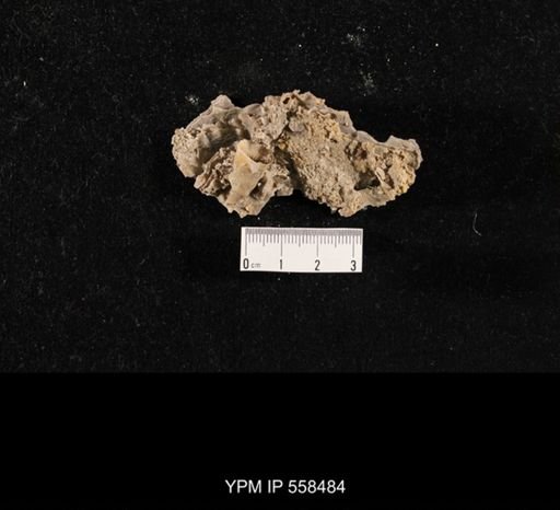 Pseudomonotis sp.