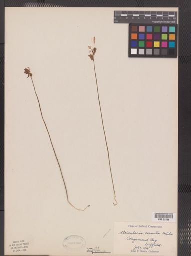 Utricularia cornuta