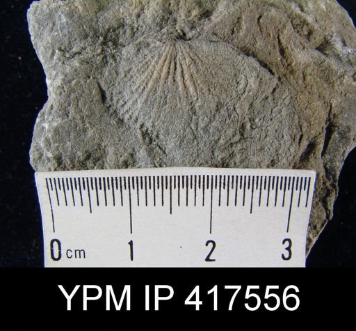 Hebertella fausta