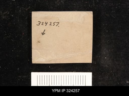undet. Diptera