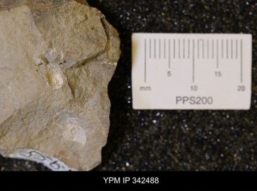 undet. Mollusca