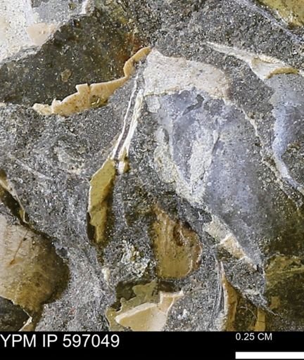 undet. Bivalvia