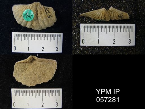 Spirifer cyclopterus