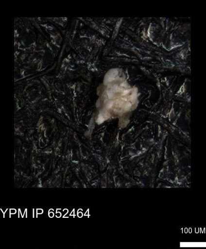 undet. Foraminiferida