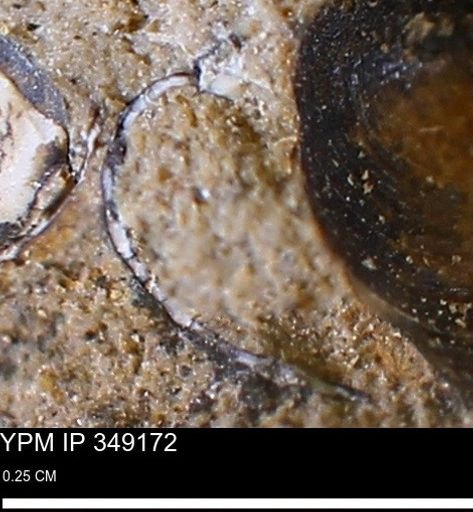 undet. Mollusca