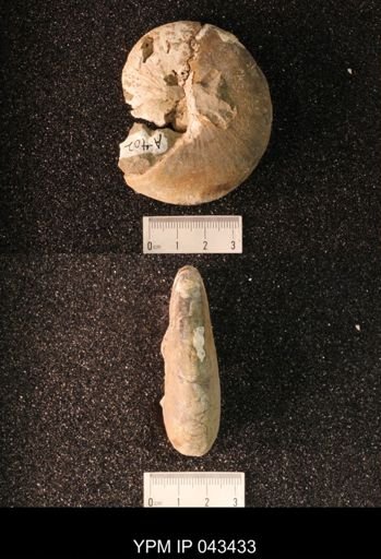 Hoploscaphites nicolletii
