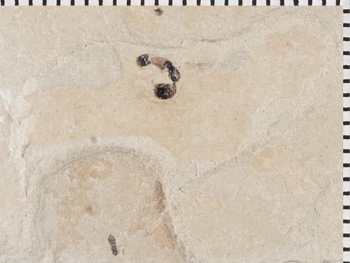 undet. Formicidae
