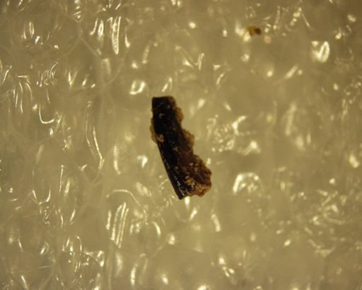 Multituberculata