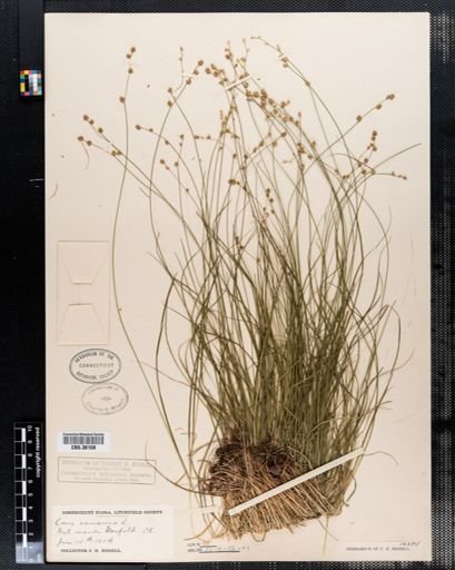 Carex canescens