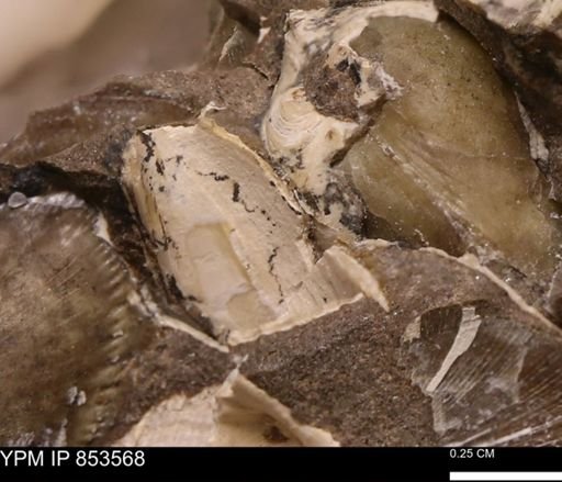 undet. Bivalvia
