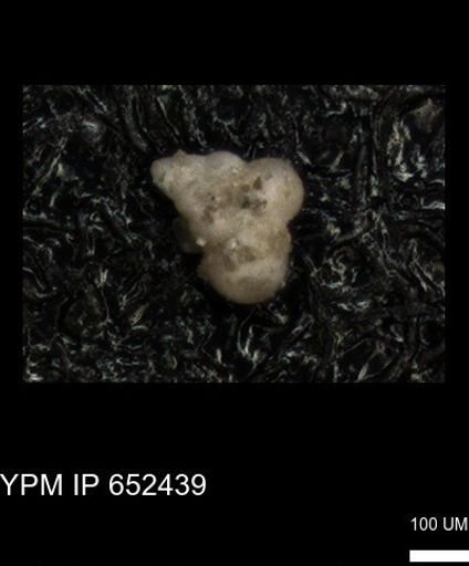undet. Heterohelicidae