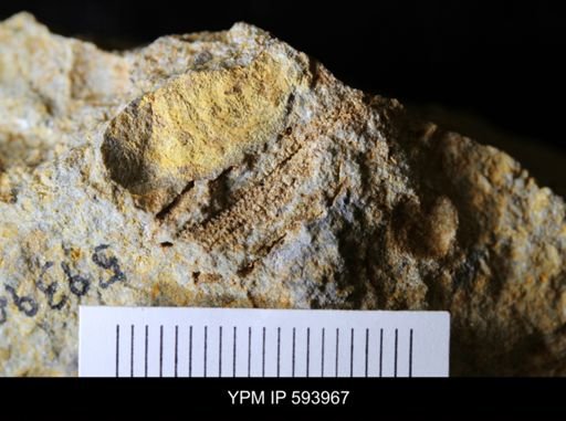 undet. Stelleroidea
