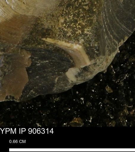 undet. Bivalvia
