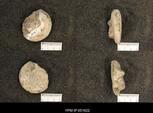 Hoploscaphites nicolletii
