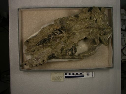 Coryphodon