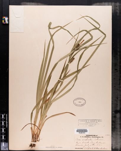 Carex scabrata