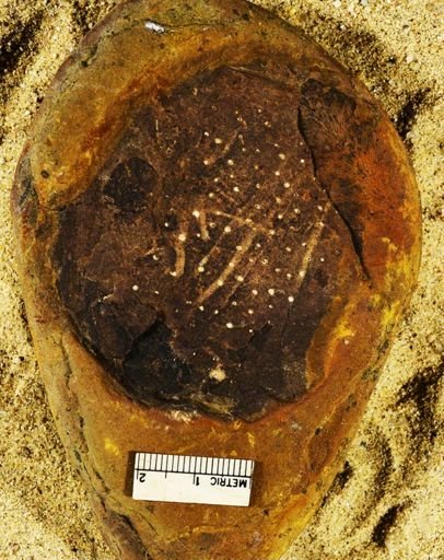 Stigmaria sp.