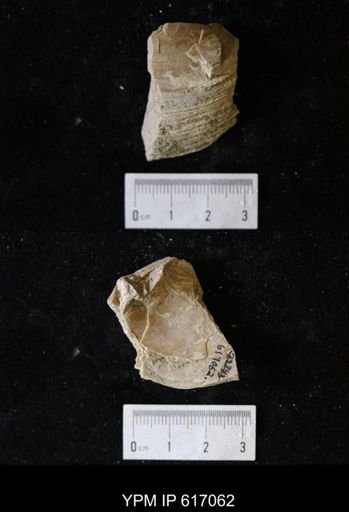 undet. Bivalvia