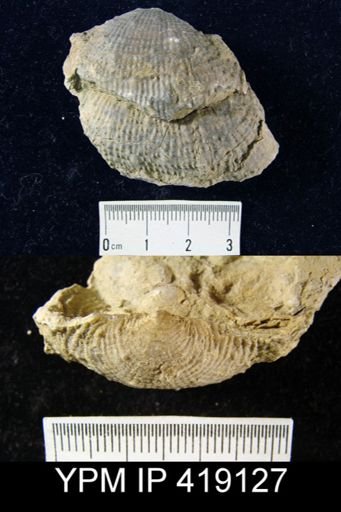 Dictyoclostus?