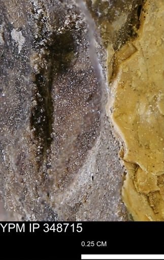 undet. Mollusca