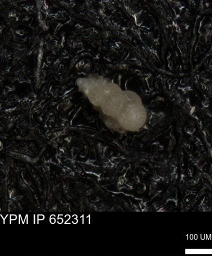 undet. Heterohelicidae