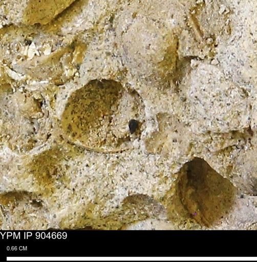 undet. Mollusca