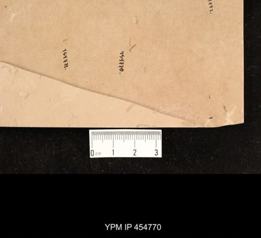 undet. Tipulidae