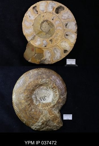 Asteroceras