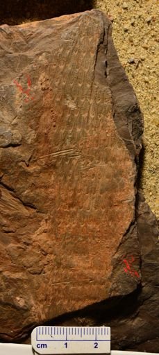 Lepidodendron sp.