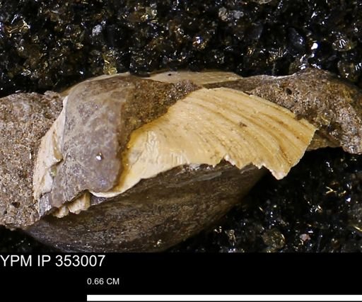 Limopsis striatopunctatus