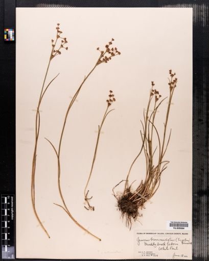 Juncus brevicaudatus