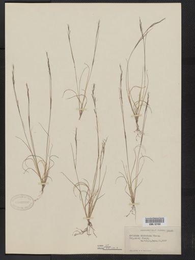 Aristida dichotoma